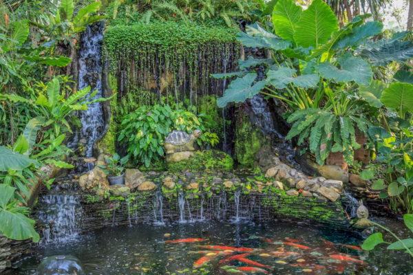 The Ultimate Guide to Koi Fish Care: Nurturing Serenity in Your Water Garden